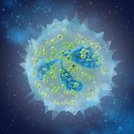 Medizinischer Hintergrund, Neutrophile, eine große Gruppe von Leukozyten-Granulozyten, sind Teil der angeborenen Immunität, die Hauptfunktion ist die Phagozytose pathogener Mikroorganismen, 3D-Rendering
