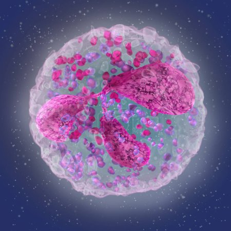 Foto de Antecedentes de la ciencia médica, neutrófilos, un gran grupo de granulocitos leucocitarios, son parte de la inmunidad innata, la función principal es la fagocitosis de microorganismos patógenos, 3d rendering - Imagen libre de derechos