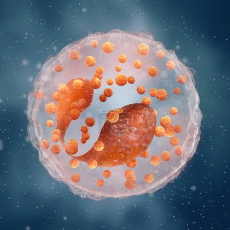 Foto de Antecedentes de la ciencia médica, Eosinófilos, un tipo de leucocito cuya función principal es luchar contra los parásitos multicelulares, composición de la sangre, representación 3d - Imagen libre de derechos