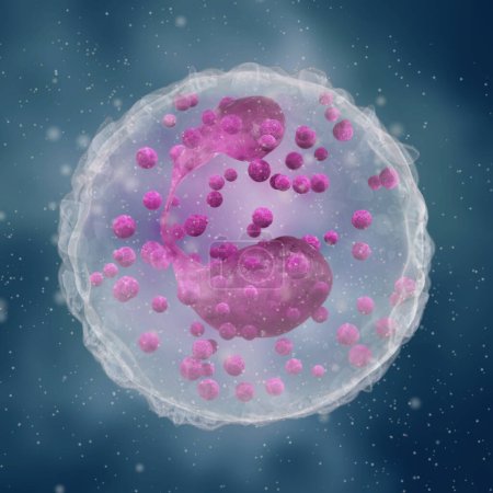Eosinophiles, un type de leucocyte dont la fonction principale est de lutter contre les parasites multicellulaires, la composition sanguine, le rendu 3d