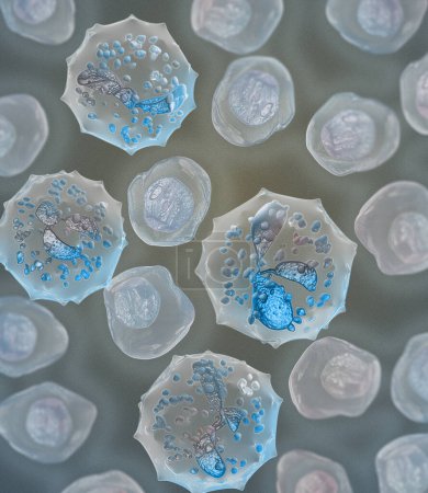 Foto de Medical science background, Neutrophil cell segmented neutrophil in blood smear, 3d rendering - Imagen libre de derechos