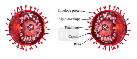 Téléchargez les photos : Medical background, realistic 3D structure diagram of a virus, text description, cutaway shape, 3d rendering - en image libre de droit