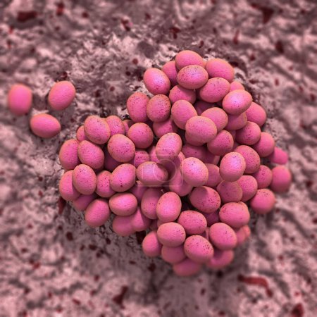 Foto de Antecedentes médicos, Staphylococcus aureus, un tipo de bacterias grampositivas esféricas, causa una enfermedad de la piel, las membranas mucosas del tracto respiratorio superior, 3d renderizado - Imagen libre de derechos