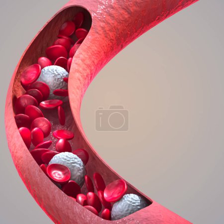 Téléchargez les photos : Medical background, blood flow of erythrocytes red blood cells in a living body, leukocytes, 3d rendering - en image libre de droit