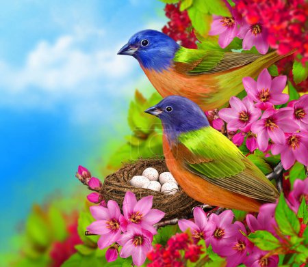 Téléchargez les photos : Fond printanier, deux oiseaux brillants assis près du nid avec des œufs, nichoir en bois, arbres fleurissant de fleurs roses, feuilles vertes - en image libre de droit