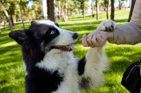 Propietario juega con un perro laika siberiano en el parque de otoño. Amistad de un perro y una mujer