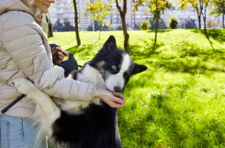 Owner plays with a siberian laika dog in autumn park. Friendship of a dog and a woman
