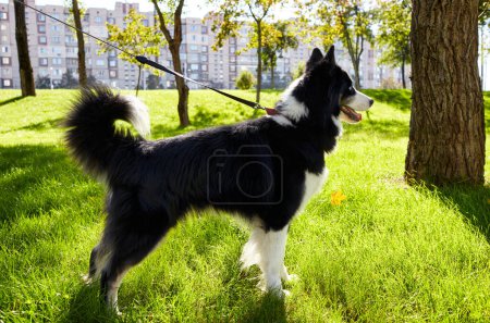 Siberian laika in autumn park. Dog on nature walk