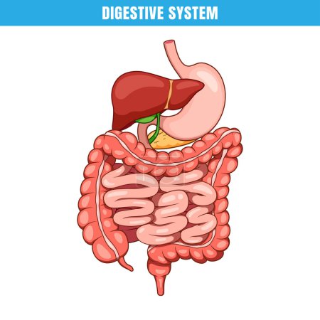 Téléchargez les illustrations : Anatomie du système digestif humain. Organe intestinal vecteur du système digestif. - en licence libre de droit