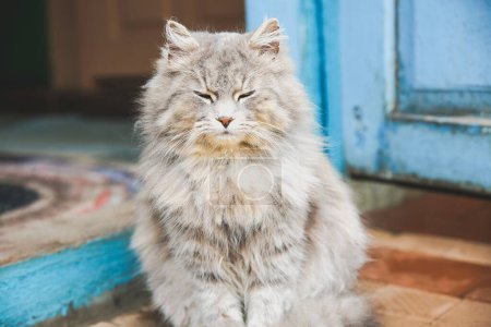 Téléchargez les photos : Chat gris avec les yeux fermés à l'extérieur. Bonne maison animal pelucheux. - en image libre de droit