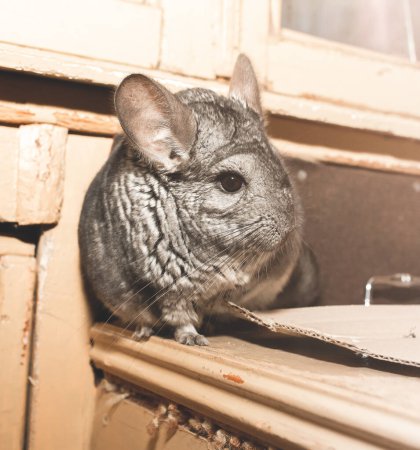 Foto de Grey chinchilla está sentada en el balcón. Linda mascota esponjosa. - Imagen libre de derechos