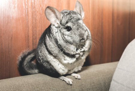 Foto de Grey chinchilla está sentada en el sofá. Linda mascota esponjosa. - Imagen libre de derechos