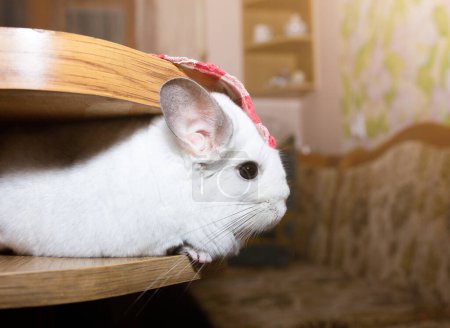 Foto de White chinchilla is sitting in the table. Cute home pet. - Imagen libre de derechos