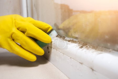 Femme nettoie Beaucoup de champignons de moisissure noire poussant sur le rebord de la fenêtre à la maison. Concept de problème d'humidité. Condensation sur la fenêtre.