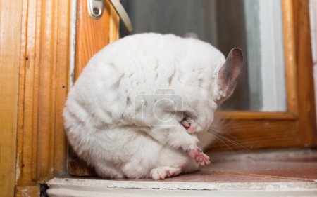 Foto de La chinchilla blanca está sentada cerca de la ventana. Linda mascota casera se está comiendo a sí misma de insectos. - Imagen libre de derechos