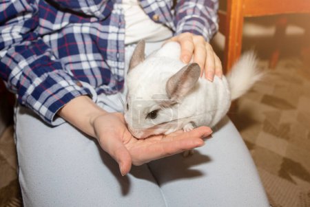 Foto de La chinchilla blanca está comiendo de la mano. Lindo hogar mascota. - Imagen libre de derechos