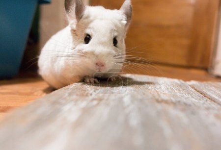 Foto de White chinchilla is sitting on the wooden plank. Cute home pet. - Imagen libre de derechos