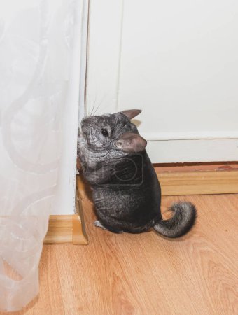 Foto de La chinchilla gris está parada cerca de la puerta del balcón. Lindo hogar mascota. - Imagen libre de derechos