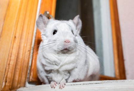 Foto de La chinchilla blanca está sentada cerca de la ventana. Lindo hogar mascota. - Imagen libre de derechos