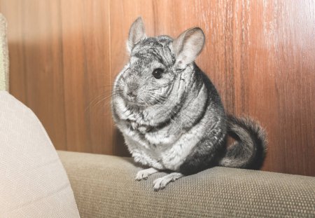 Foto de Grey chinchilla está sentada en el sofá. Linda mascota esponjosa. - Imagen libre de derechos
