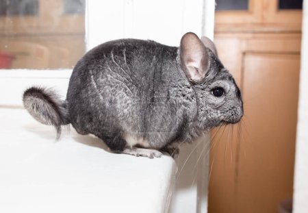 Foto de La chinchilla gris está sentada cerca de la ventana. Linda mascota esponjosa. - Imagen libre de derechos
