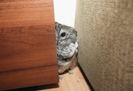 Foto de La chinchilla gris se esconde cerca del sofá. Linda mascota mullida comer manzana. - Imagen libre de derechos