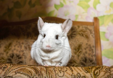 Foto de White chinchilla is sitting on the sofa. Cute home pet. - Imagen libre de derechos