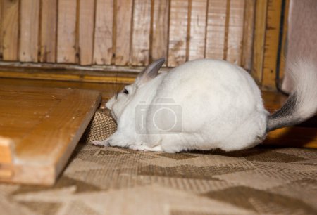 Foto de La chinchilla blanca se come la alfombra. Nocivo hogar mascota. - Imagen libre de derechos
