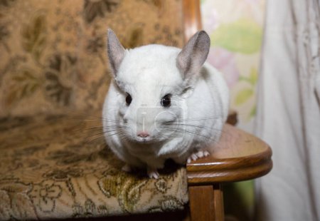 Foto de White chinchilla is sitting on the sofa. Cute home pet. - Imagen libre de derechos