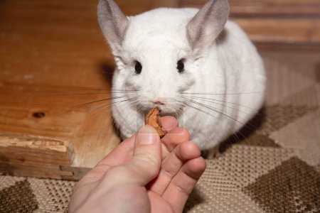 Foto de White chinchilla is eating an apple. Cute home pet. - Imagen libre de derechos