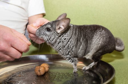 Foto de La chinchilla gris está comiendo nuez de las manos del hombre. Linda mascota del hogar con propietario. - Imagen libre de derechos
