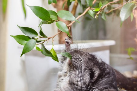 Foto de La chinchilla gris está comiendo una planta casera. Linda mascota esponjosa. - Imagen libre de derechos