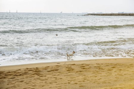 Foto de El perro está corriendo en la playa. Mascotas disfrutando del agua. - Imagen libre de derechos