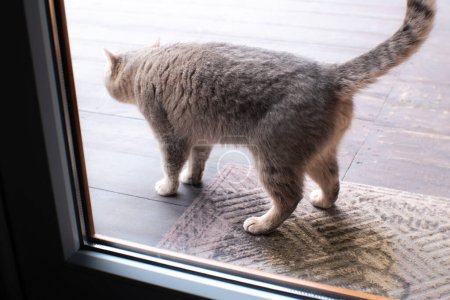 Foto de Gato orinando en la alfombra o alfombra cerca de la casa. Mal comportamiento del gato casero. - Imagen libre de derechos