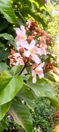 Téléchargez les photos : De belles fleurs de sindur fleurissent dans le jardin. - en image libre de droit