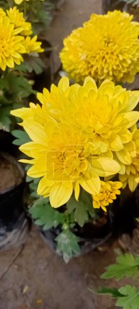 Schöne gelbe Chrysanthem-Blumen  