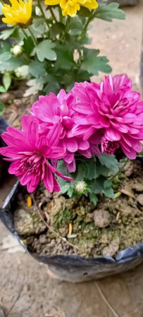 Schöne rosa Chrysanthem-Blumen 