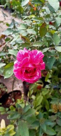 Schöne schattierte Rosenblüten 