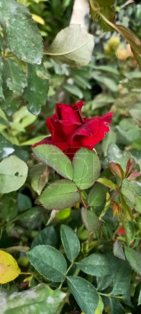 schöne rote Rosenblüten 