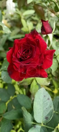 schöne rote Rosenblüten 