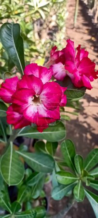 Foto de Hermosas flores de Adenio floreciendo en el jardín - Imagen libre de derechos