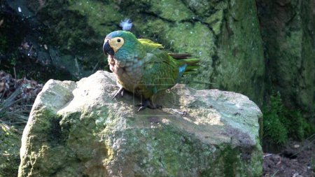 Foto de Loro verde (Amazona farinosa) Loro verde con plumas amarillas. - Imagen libre de derechos