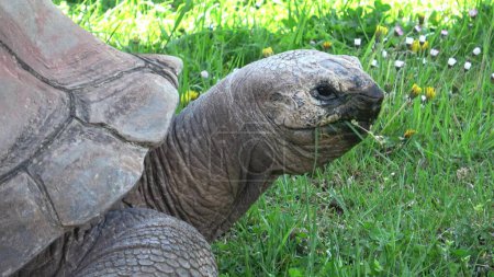 Photo for Aldabra giant tortoise (Aldabrachelys gigantea) eating grass - Royalty Free Image