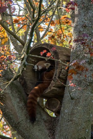 Foto de Un panda rojo en su casa en un árbol - Imagen libre de derechos