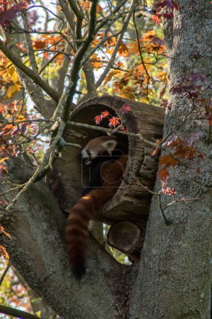 Foto de Un panda rojo en su casa en un árbol - Imagen libre de derechos