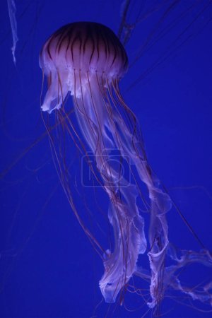 Téléchargez les photos : Méduses sur la mer ou sous-marin world.Moon méduses couleur translucide et fond bleu. - en image libre de droit