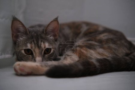 Foto de Gatito gris doméstico gato en fondo gris. Tricolor mascota. - Imagen libre de derechos