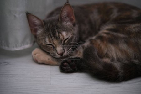 Foto de Gatito gris casa gato durmiendo o el blanco floor.Tricolor gato doméstico se duerme comfortably.World gato día. - Imagen libre de derechos