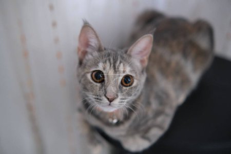Foto de Gatito gris tabby gato en blanco background.Top vista naranja collared lindo casa gato. - Imagen libre de derechos