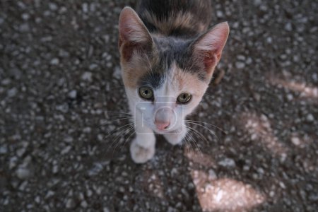 Foto de Vista superior de un gatito pequeño tricolor gato de la calle en gris stones.Very lindo gato de la calle. - Imagen libre de derechos